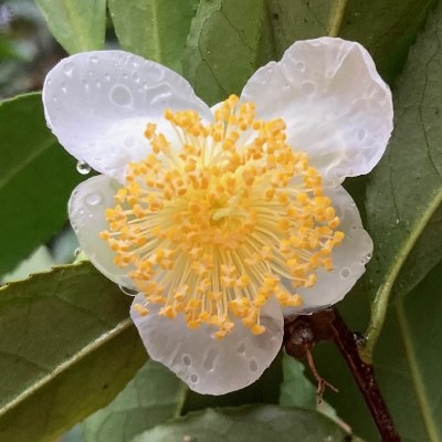 Camellia sinensis var. assamica